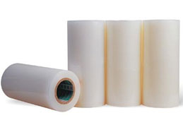 Tectorial membrane